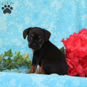Tootsie, Boston Terrier Mix Puppy